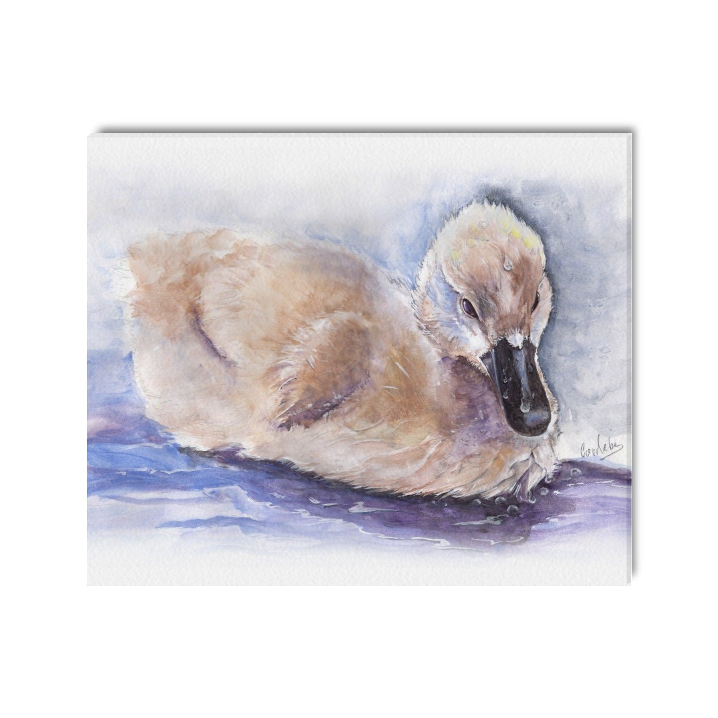 -Baby Swan Canvas Print 20"x24" Made in the USA