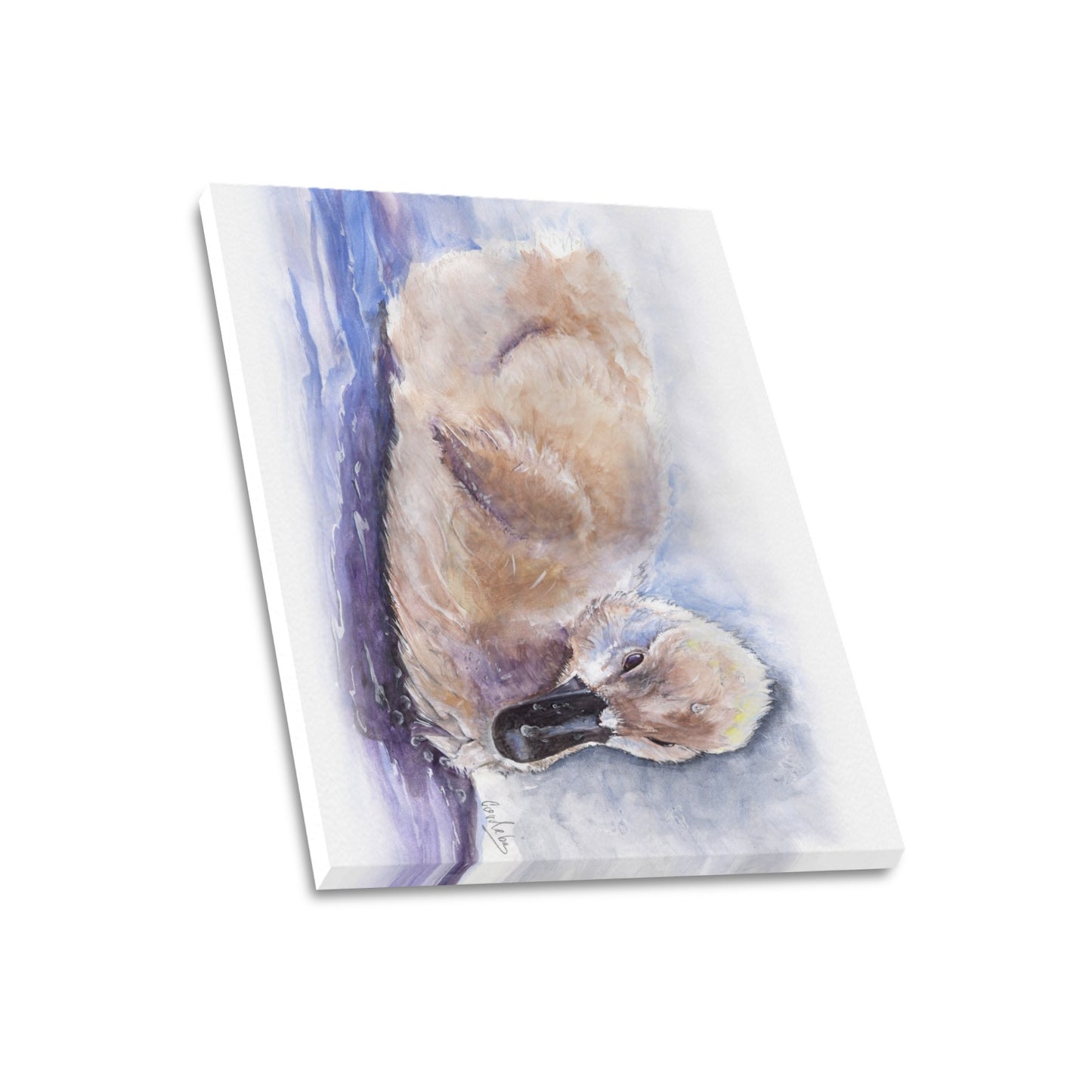 -Baby Swan Canvas Print 20"x24" Made in the USA