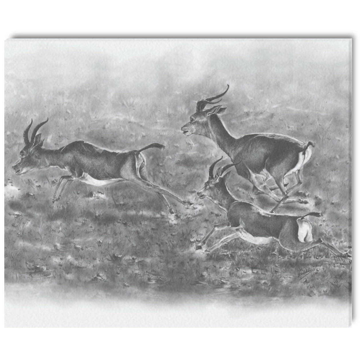 -Gazelle Canvas Print 20"x24" Made in the USA